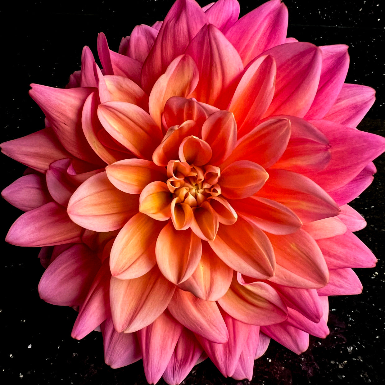 Dahlia Great Silence