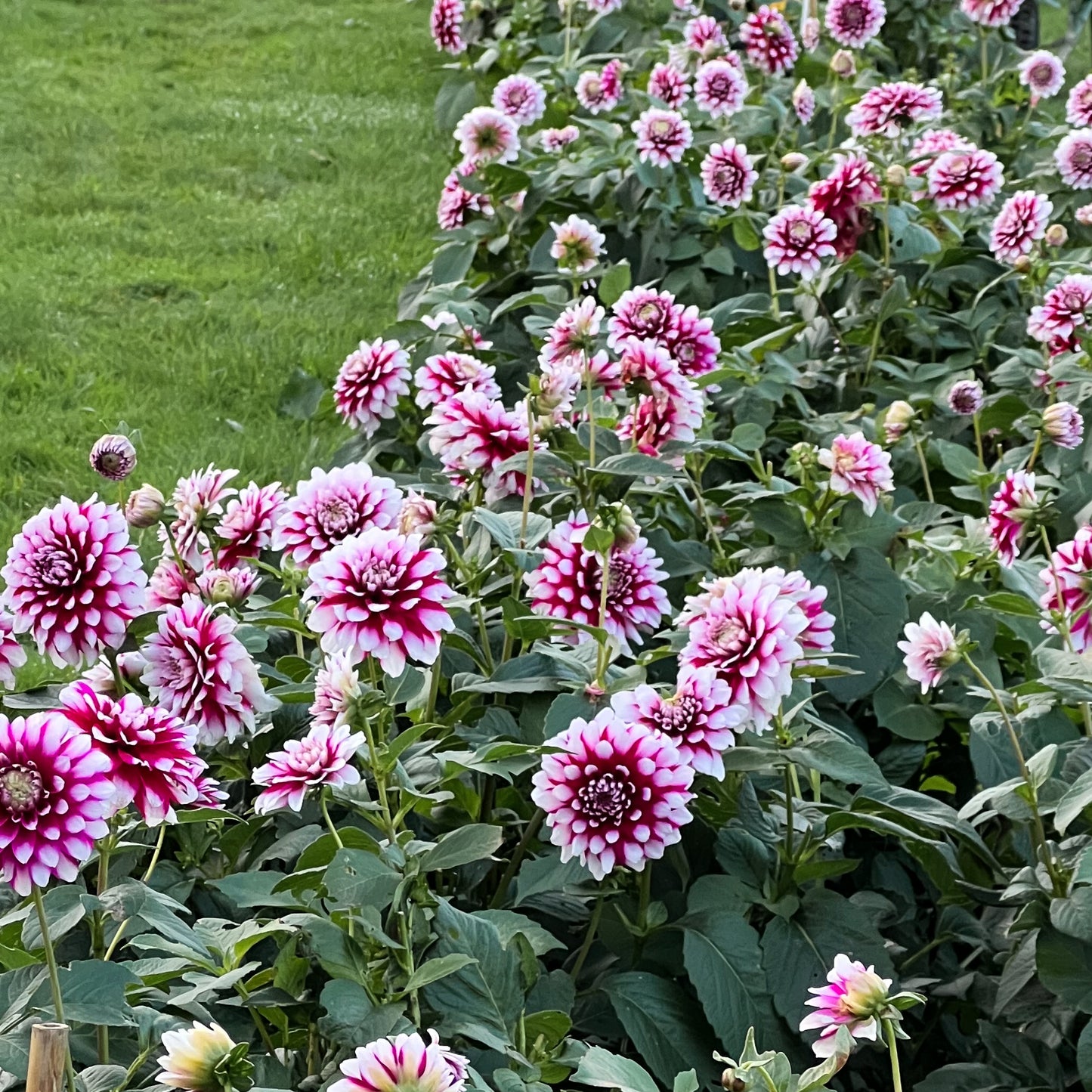 Dahlia Red and White