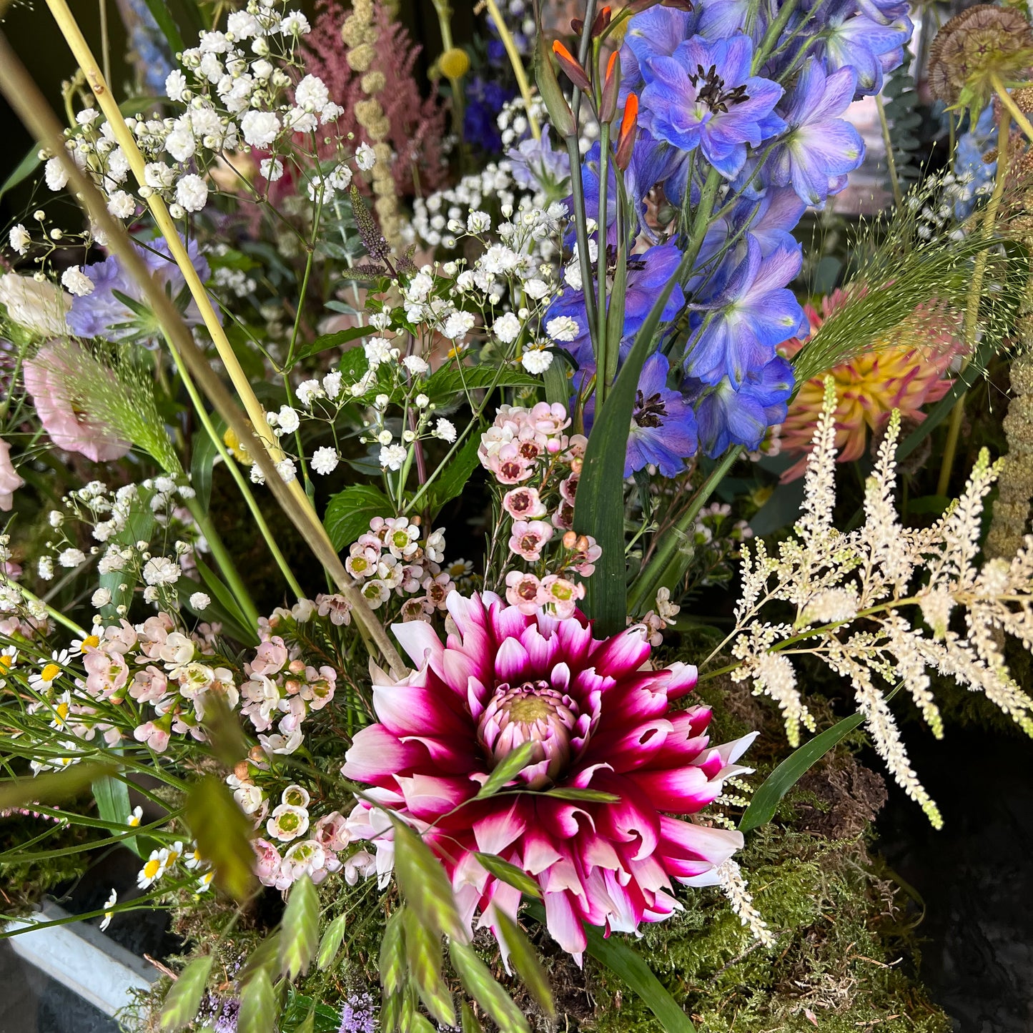 Dahlia Red and White