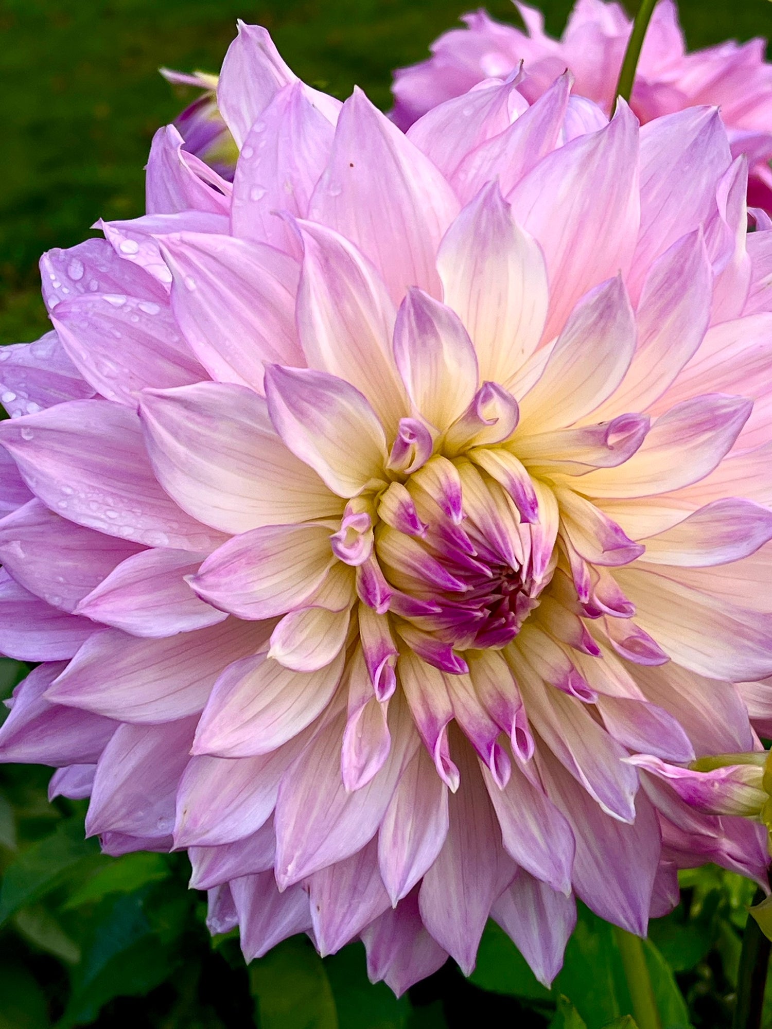 purple Dahlias