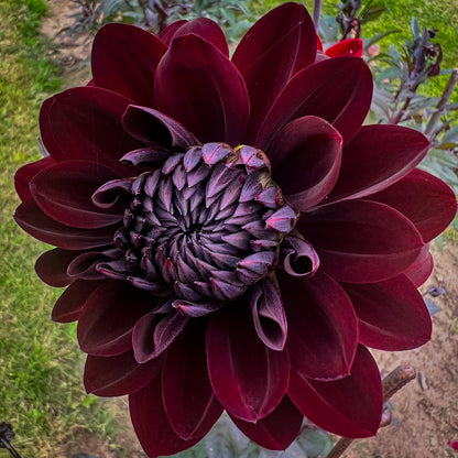 Dahlia Arabian Night