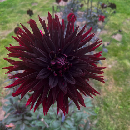 Dahlia Black Jack