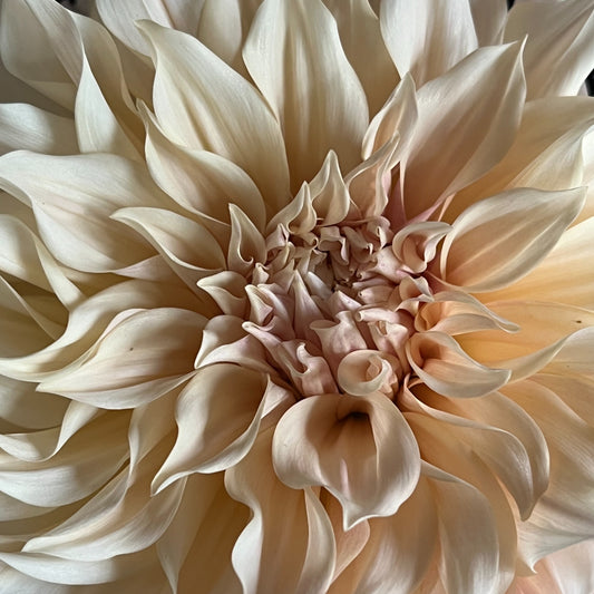 Dahlia Cafe Au Lait