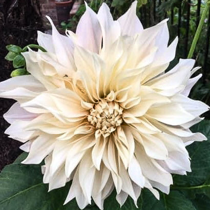 Dahlia Cafe Au Lait