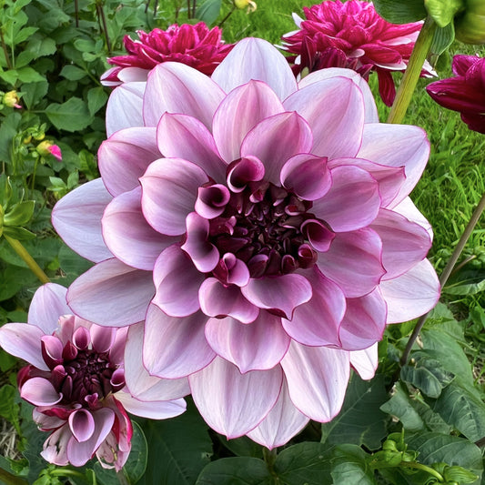 Dahlia Crème de Cassis