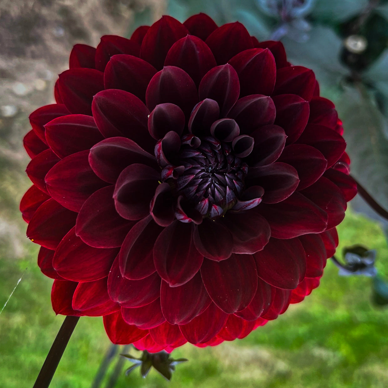 Dahlia Dark Spirit