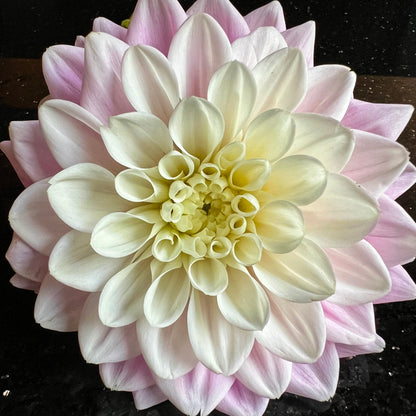 Dahlia Eveline