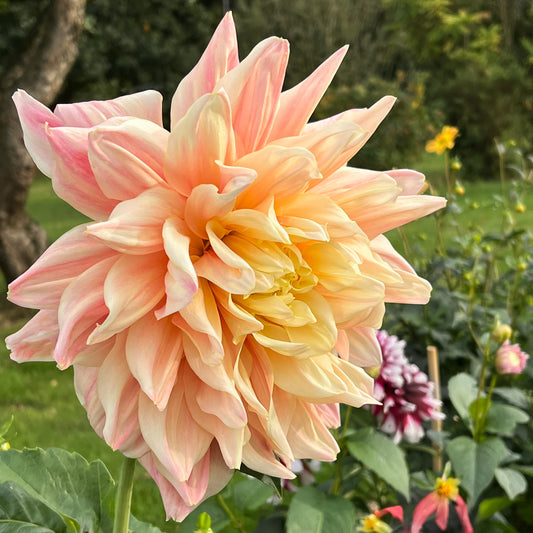 Dahlia Labyrinth