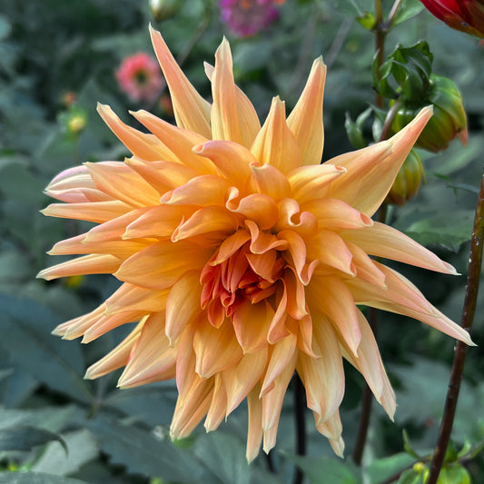 Dahlia Preference