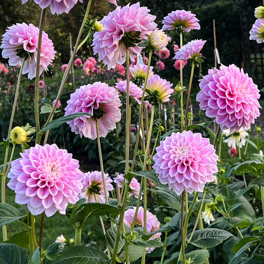 Dahlia Sweet Love