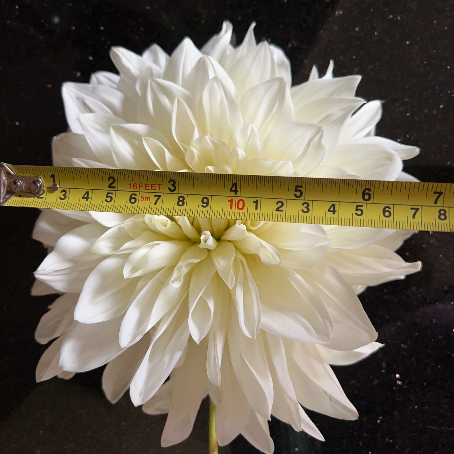 Dahlia White Perfection