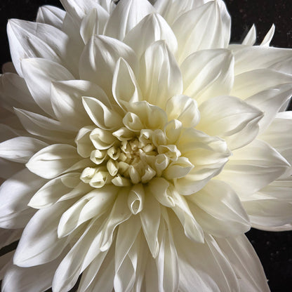 Dahlia White Perfection