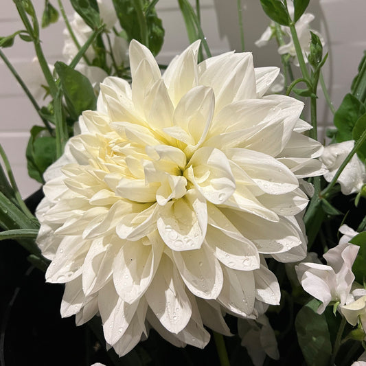 Dahlia White Perfection