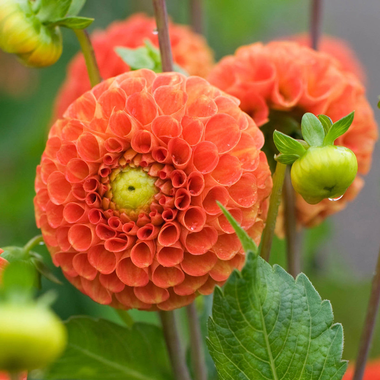 Dahlia Bantling