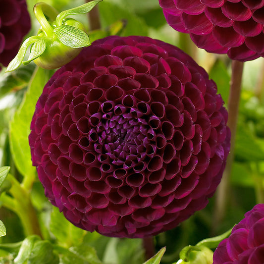 Dahlia Downham Royal