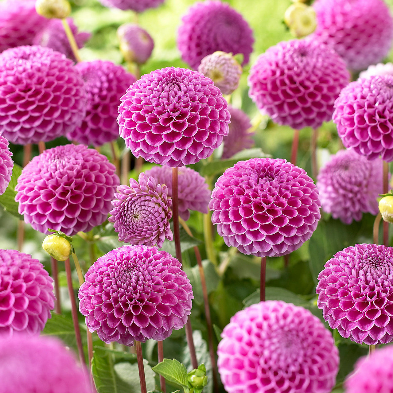 Dahlia Franz Kafka – Norfolk Dahlias