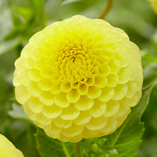 Dahlia Golden Torch