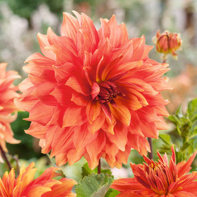 Dahlia Mango Madness