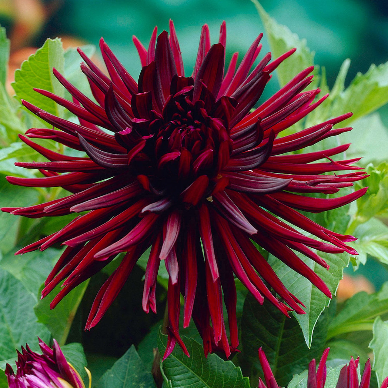 Dahlia Nuit D'Ete