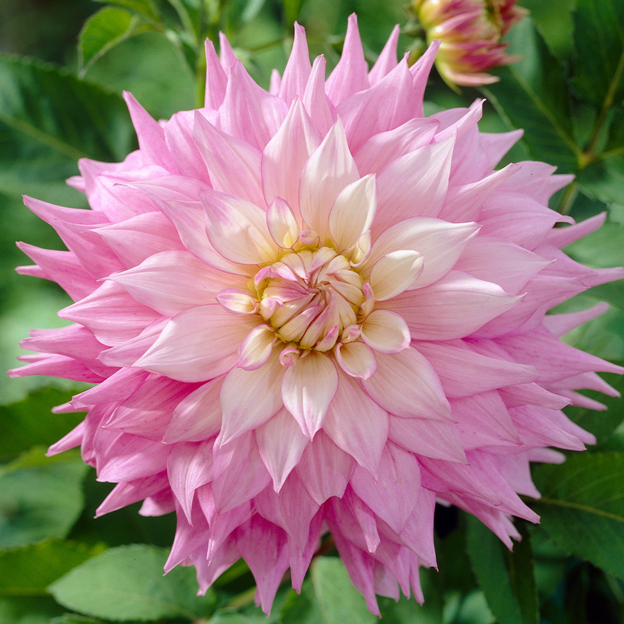 Dahlia Sir Alf Ramsey