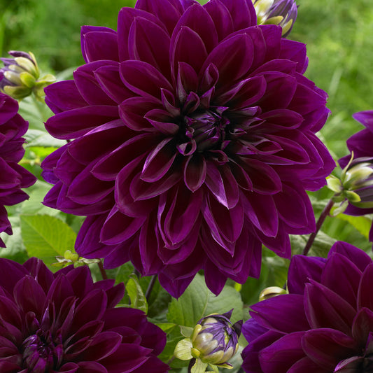 Dahlia Thomas Edison