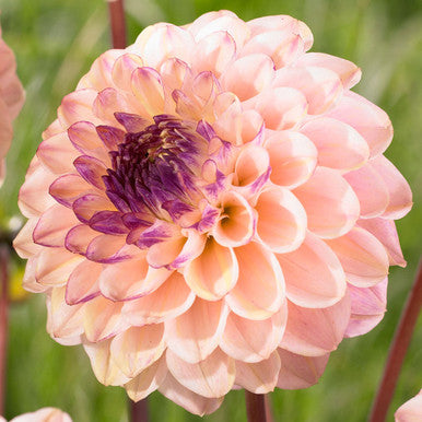 Dahlia Wine Eyed Jill