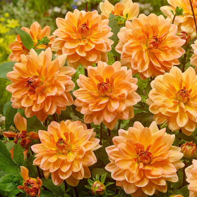 Dahlia Apricot Desire