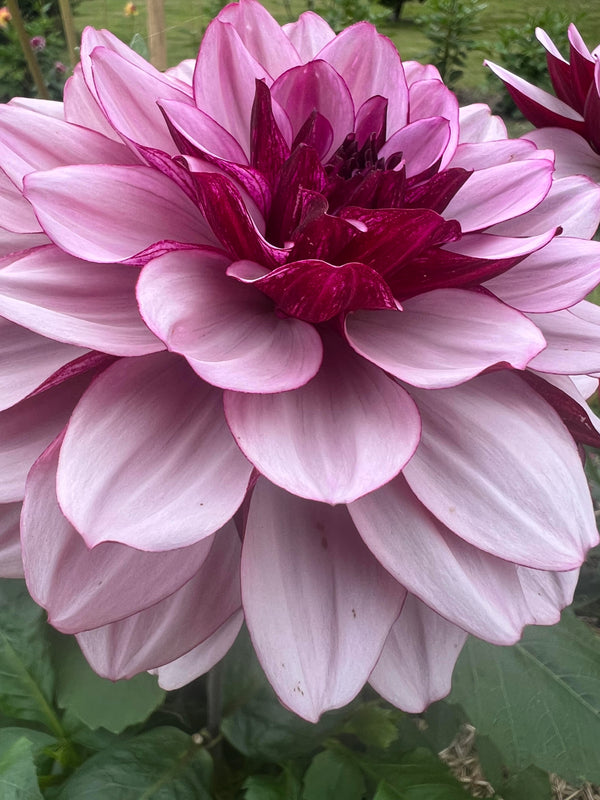 Norfolk Dahlias