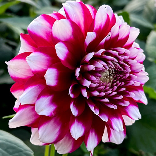 Dahlia Red and White